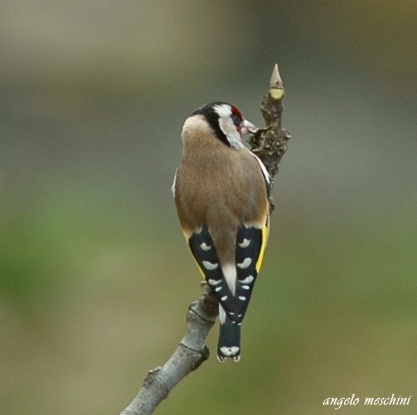 Cardellino, Carduelis carduelis